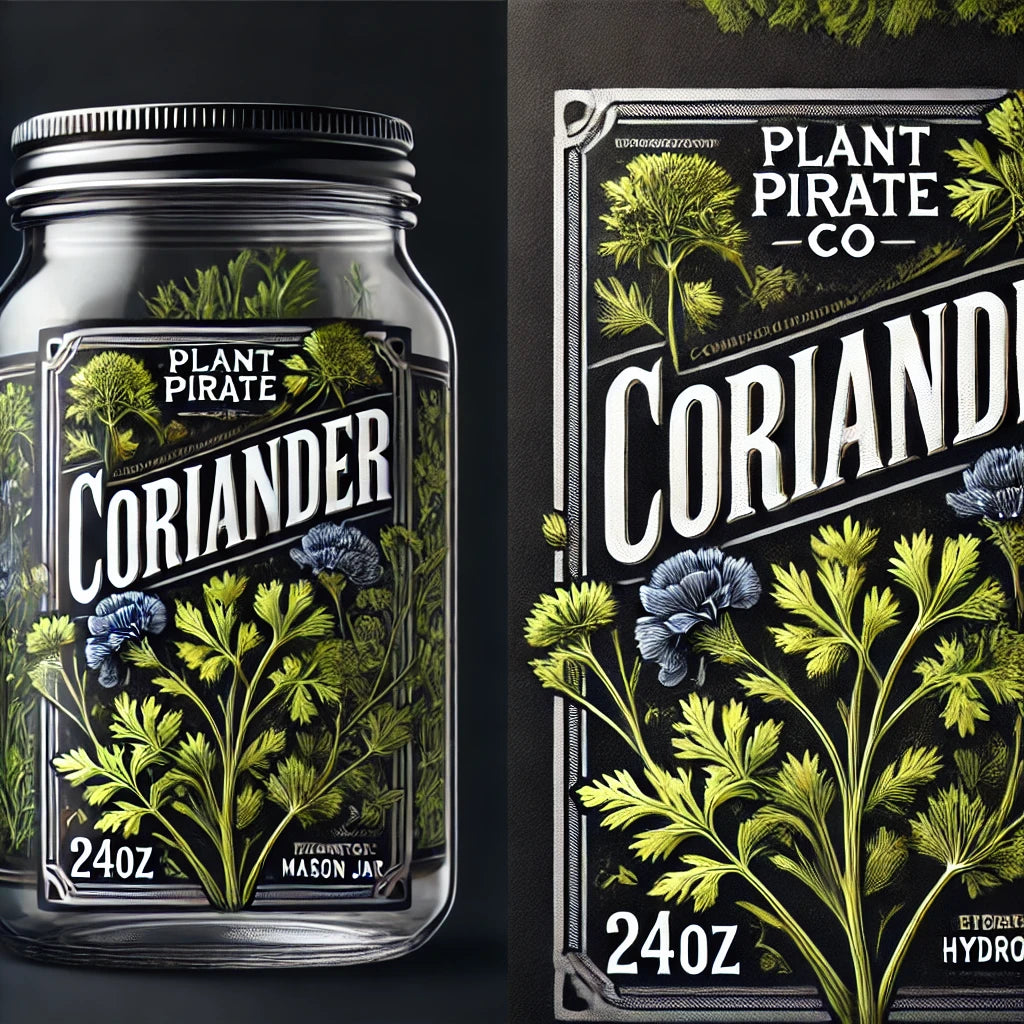 Coriander