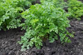 Parsley Seed Pack