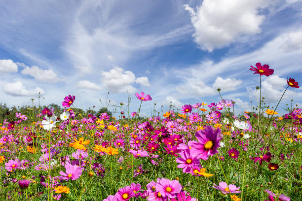 Wildflower Seed Pack