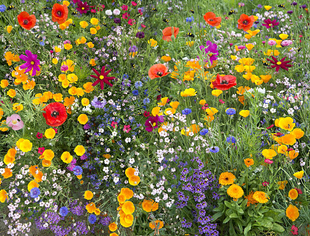 Wildflower Seed Pack