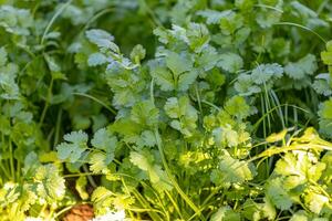 Coriander Seed Pack